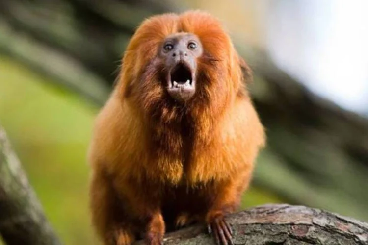 
	Mico-le&atilde;o-dourado: &agrave; medida que a Mata Atl&acirc;ntica definha, os animais veem seu habitat diminuir
 (Wikimedia commons/Jeroen Kransen)