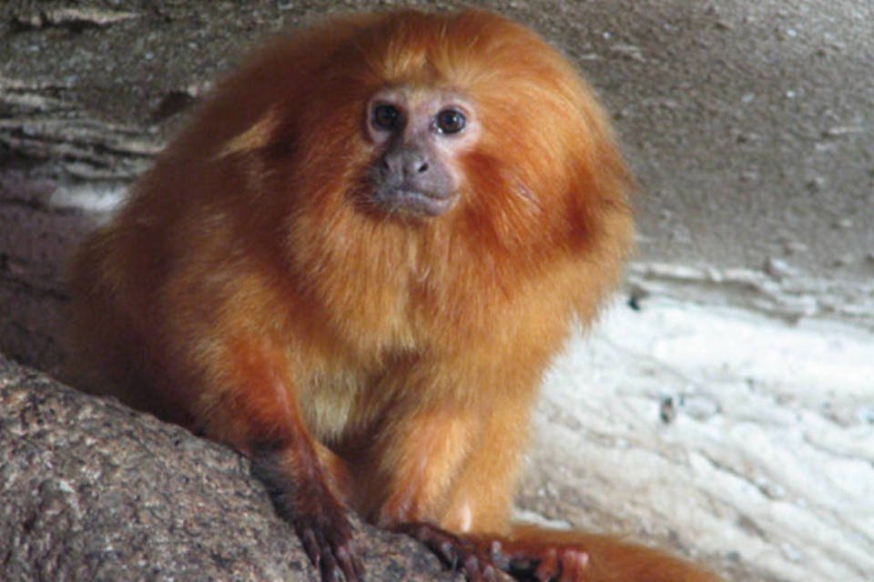 Preservação do mico-leão-dourado recebe recursos do BNDES