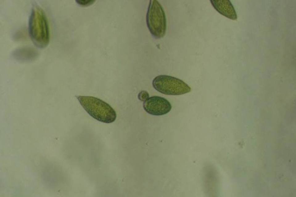 Microalgas são utilizadas para sequestro de carbono