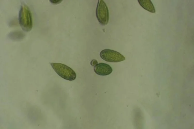 Microalgas oferecem maior produtividade que outras fontes de biocombustível (Wikimedia Commons)