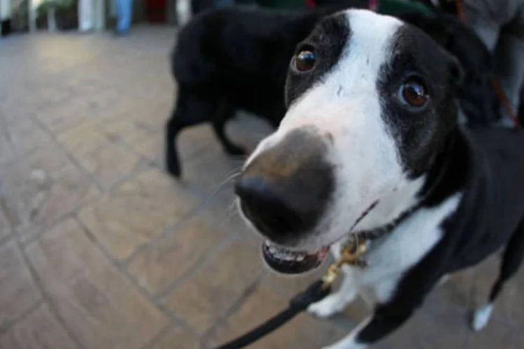 A maior parte dessas franquias é de serviços, como a de passear com cães (.)
