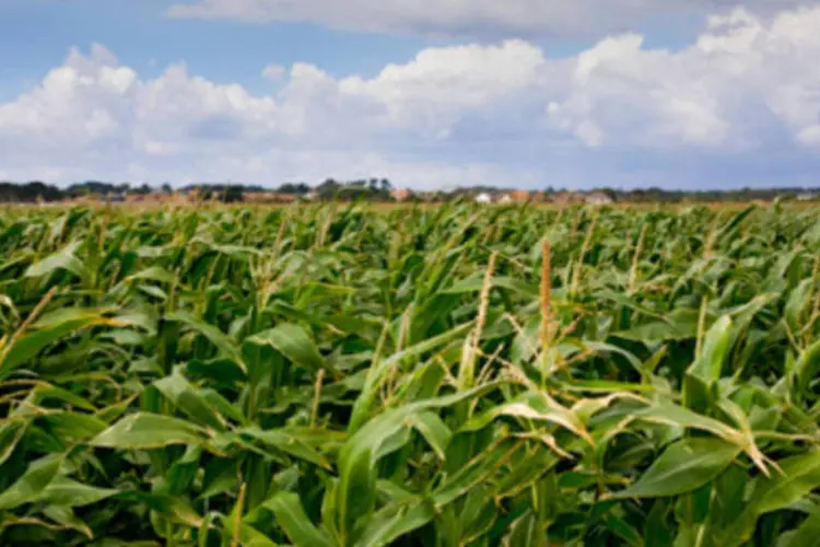 De acordo com estudo da ONU, o aumento de temperatura e a imprevisibilidade da metereologia poderiam reduzir em até 6,9% o rendimento do cultivo de milho (.)