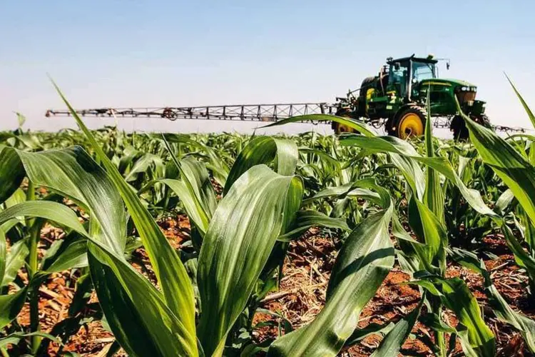 
	Planta&ccedil;&atilde;o de milho: no m&ecirc;s passado, houve avan&ccedil;o de pre&ccedil;os no segmento agropecu&aacute;rio
 (Cristiano Mariz/EXAME/Exame)