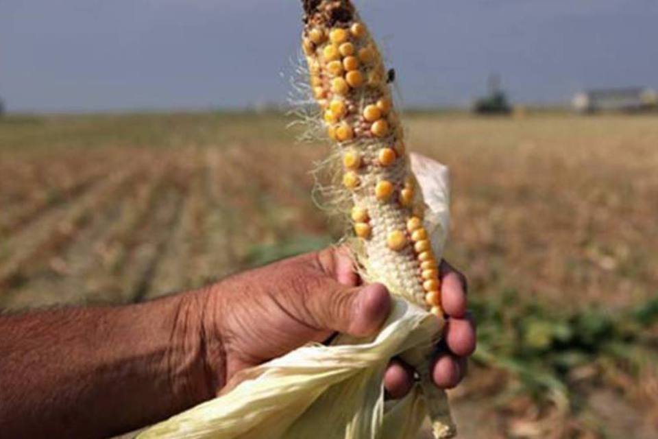 Argentina perde posto de 2o exportador de milho para Brasil