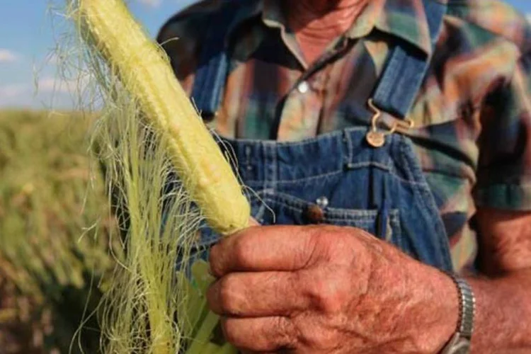 
	Agricultor segura milho da safra castigada pela seca nos EUA
 (Getty Images)