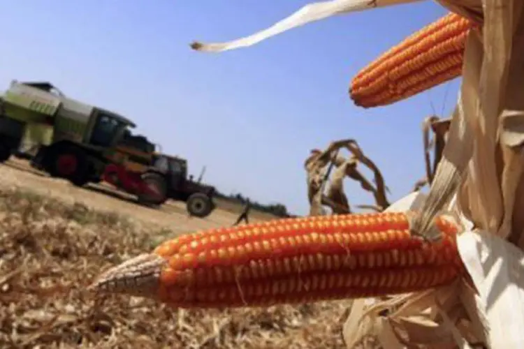 
	Planta&ccedil;&atilde;o de milho transg&ecirc;nico: variedade teria falhado em conferir a prometida resist&ecirc;ncia a lagartas
 (Khaled Desouki/AFP/AFP)