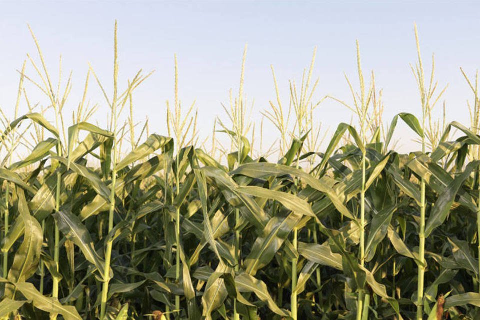 Chineses planejam plantar mais milho e menos algodão em 2015