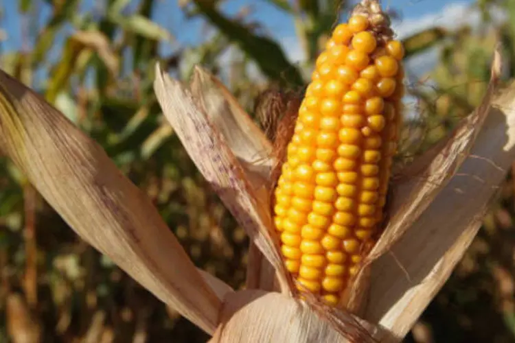 
	Planta&ccedil;&atilde;o de milho: Mato Grosso dever&aacute; colher 15,7 milh&otilde;es de toneladas na segunda safra
 (Sean Gallup/Getty Images)