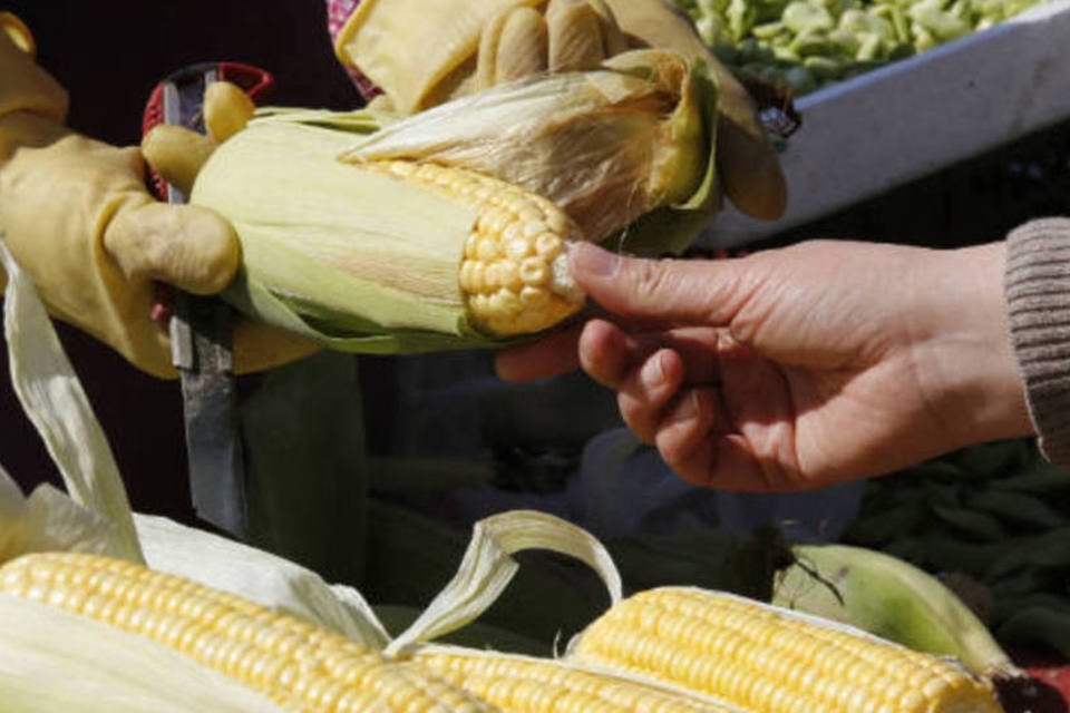 Preço do milho segue firme apoiado por clima ruim nos EUA