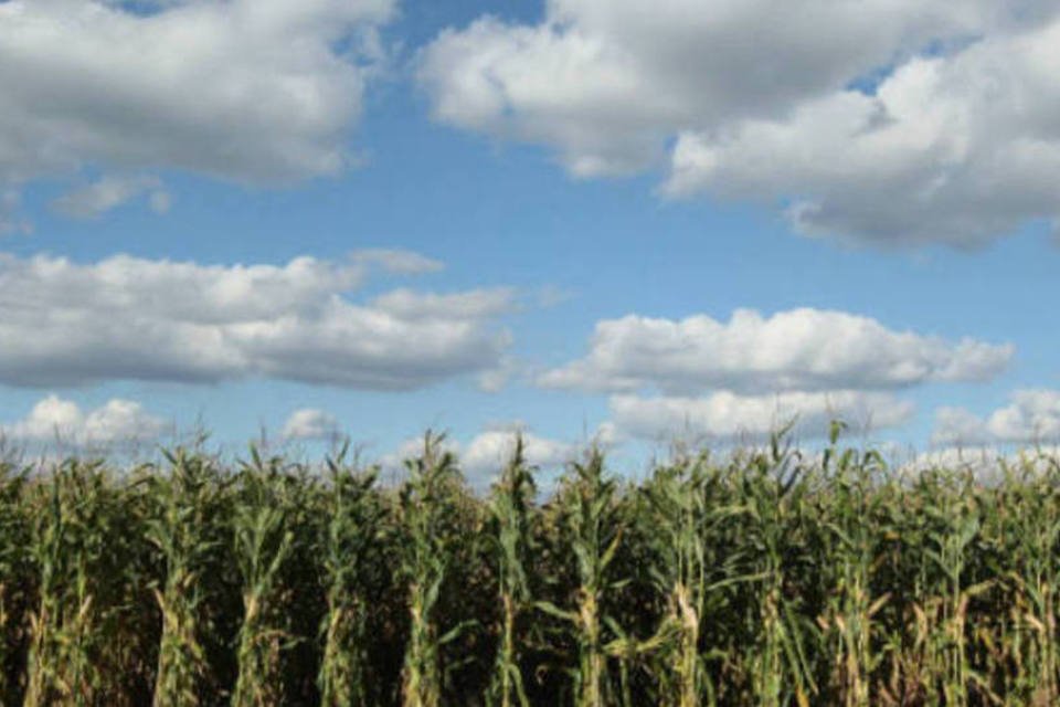 Produção de milho pode ter novo recorde, diz Cepea