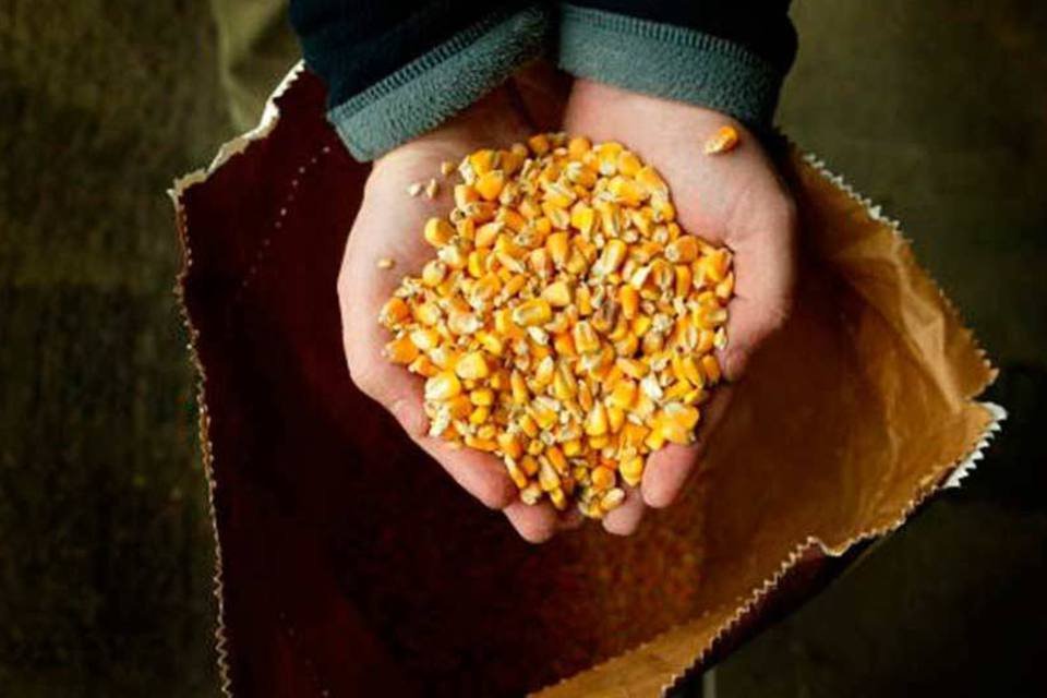 
	Milho transg&ecirc;nico: os EUA s&atilde;o o maior produtor e consumidor de alimentos geneticamente modificados do mundo.
 (Getty Images)