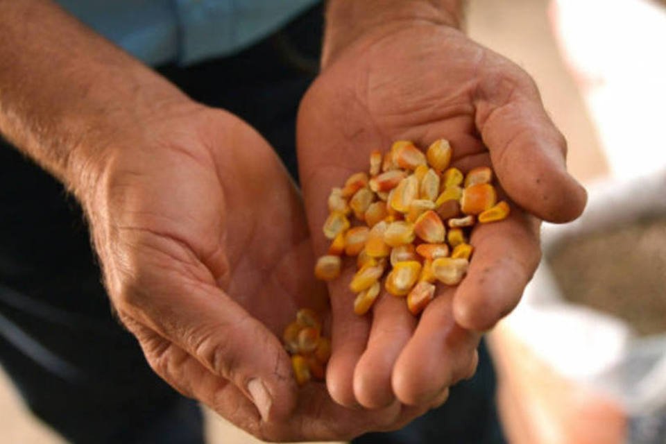 Chuvas atrasam colheita de 2ª safra de milho no Paraná