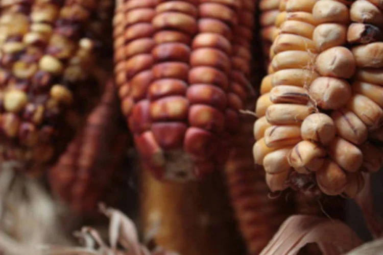 Cultura de milho: “Até 2050 nós vamos ter que aumentar a produção de alimentos em 70% para suprir o aumento populacional e o equilíbrio social no planeta”, afirmou o biólogo Marcos Buckeridge. (GettyImages)