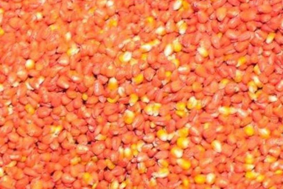
	Gr&atilde;os de MON 810: variedade de milho geneticamente modificado desenvolvida pela empresa americana Monsanto &eacute;&nbsp;o &uacute;nico milho geneticamente modificado resistente a insetos

	
	
 (AFP/Arquivos)