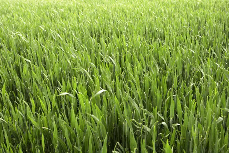
	Planta&ccedil;&atilde;o de milho: Pequim tem investido bilh&otilde;es de d&oacute;lares para desenvolver culturas transg&ecirc;nicas
 (thinkstock)