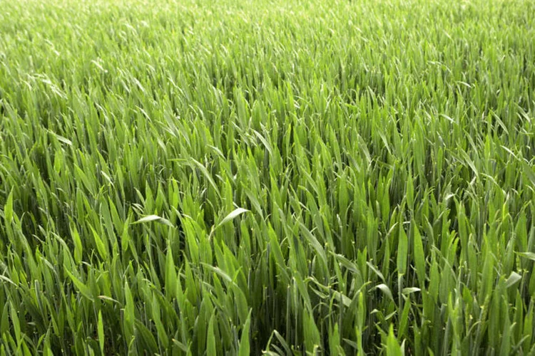 
	Planta&ccedil;&atilde;o de milho: pre&ccedil;os mais baixos do milho local podem reduzir o apetite por importa&ccedil;&atilde;o
 (thinkstock)