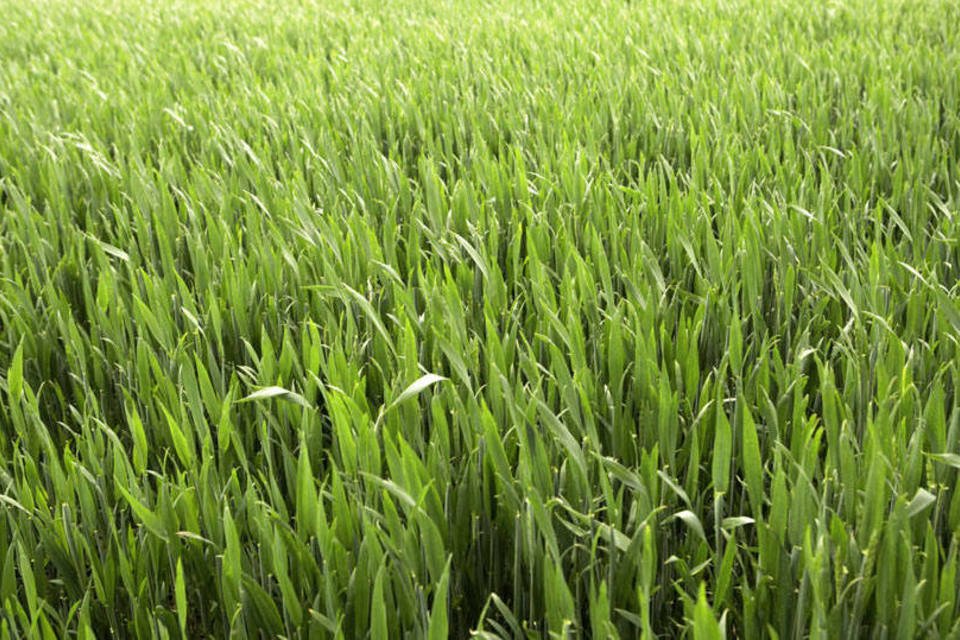 França mantém estimativas de safras de trigo e milho