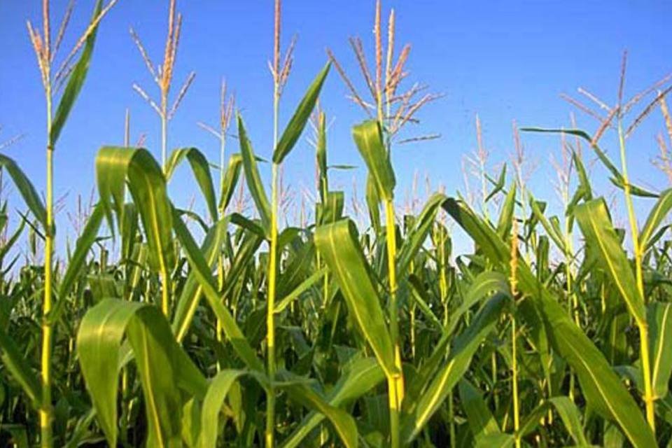 Inteligência artificial acelera crescimento do milho