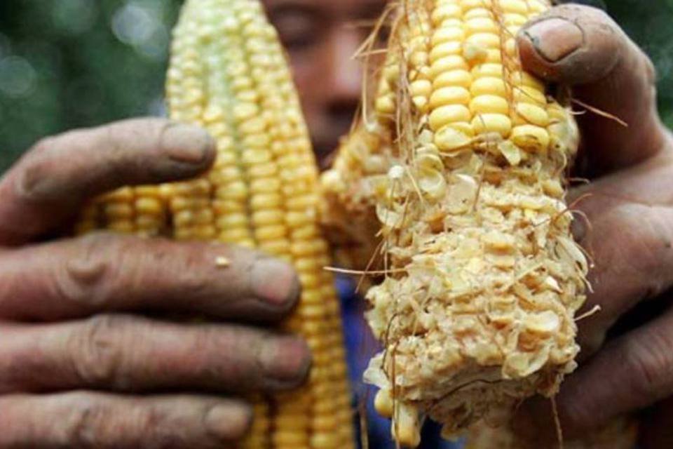 Colheita crescerá 2% neste ano pelo bom desempenho do milho