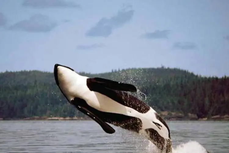 A proposta estudada na 64ª reunião da CBI, impulsionada pelo Brasil, Argentina e Uruguai, indica que a caça comercial de baleias seja proibida na área delimitada do Atlântico Sul (Flip Nicklin/Minden Pictures)