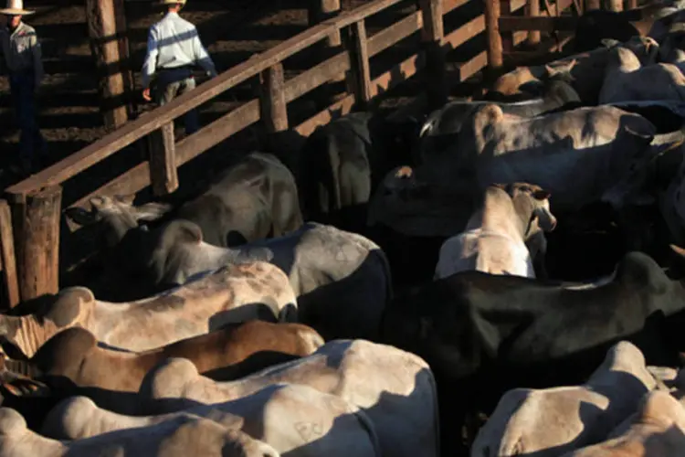 
	Cria&ccedil;&atilde;o de gado: exporta&ccedil;&otilde;es de carne bovina somaram 577,9 milh&otilde;es de d&oacute;lares em julho
 (Dado Galdieri/Bloomberg/Bloomberg)