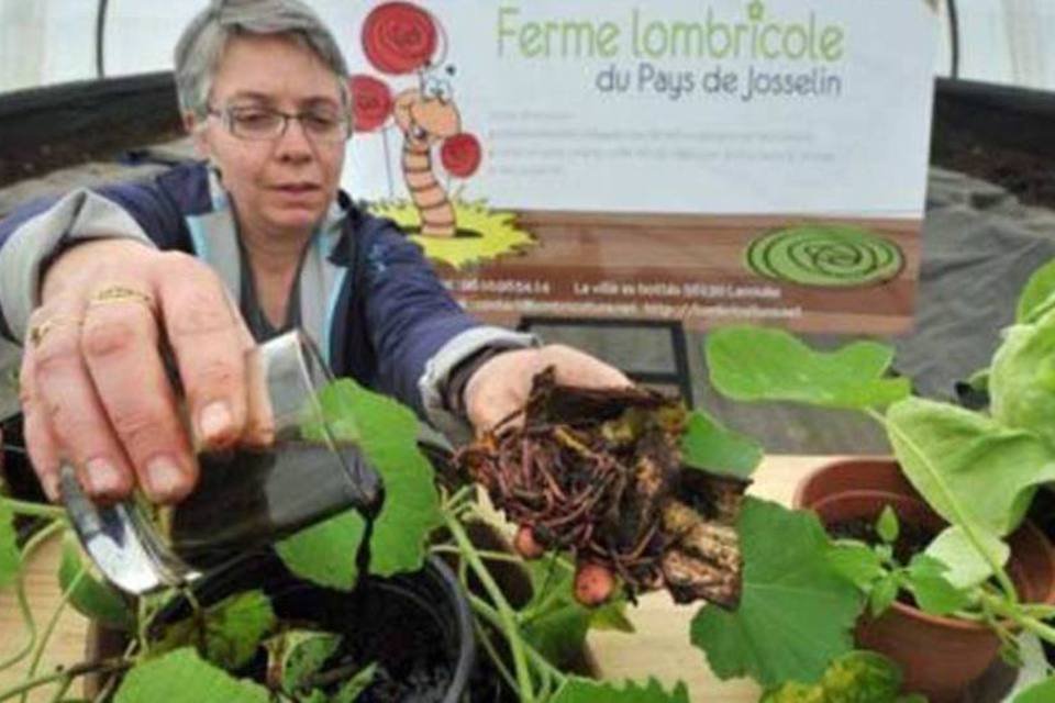 Apetite das minhocas: alternativa ecológica ao lixo orgânico