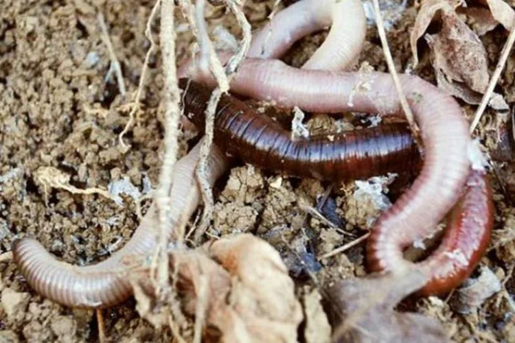 Agricultores podem desempenhar um papel vital no combate à devastação causada pelas inundações e secas através do uso das minhocas (Ines Zgonc/Wikimedia Commons)