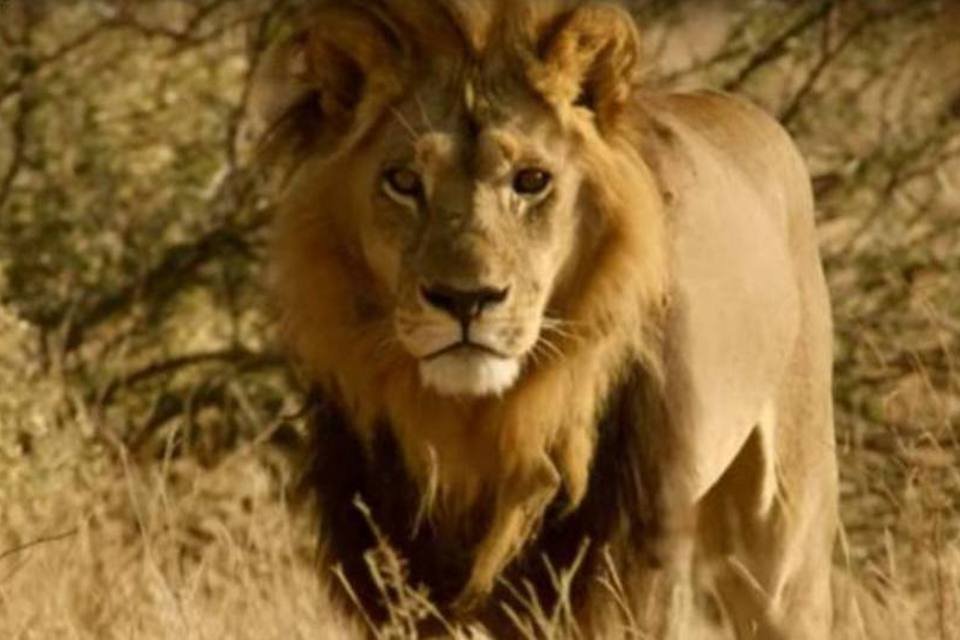 Mutação faz leoas ganharem jubas e agirem como leões