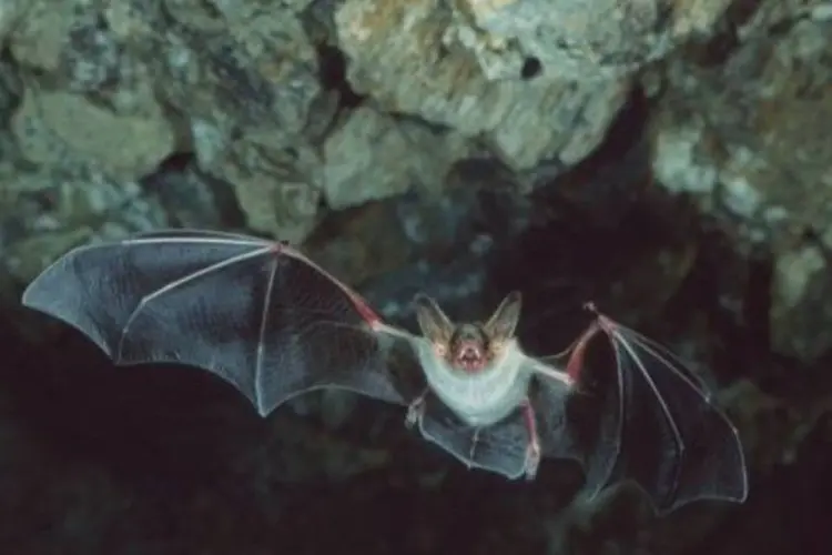 
	Morcego: eles entram em contato com o v&iacute;rus e conseguem se curar
 (Bruno Manunza/AFP)