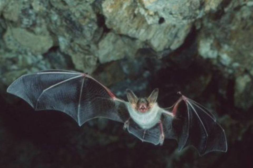 Morcego teria dado início ao surto de Ebola
