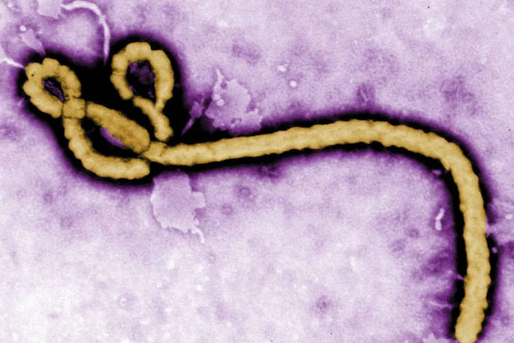 
	Ebola: depois de entrar no corpo, v&iacute;rus entra nas c&eacute;lulas e se reproduz
 (Frederick Murphy/CDC/Handout via Reuters)