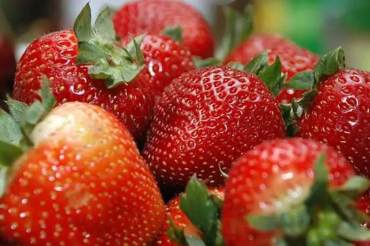 
	Morango:&nbsp;fruta apareceu com 59% de irregularidades nas amostras
 (Wikimedia Commons)