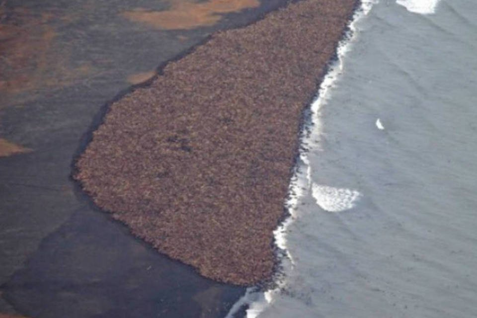 35 mil morsas ficam em praia do Alasca por falta de gelo