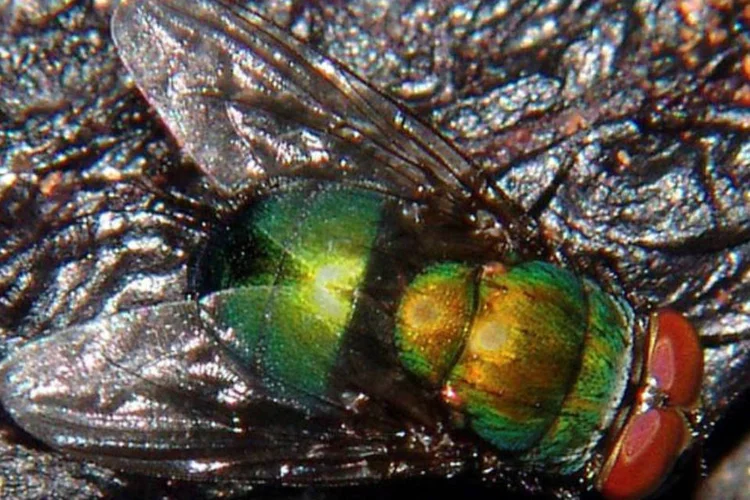 Mosca varejeira: mais patógenos foram encontrados em moscas de ambientes urbanos que nas demais (Wikimedia Commons)