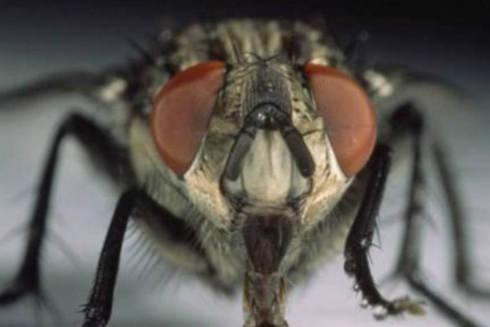 Cientista afirma que larvas de mosca podem curar feridas