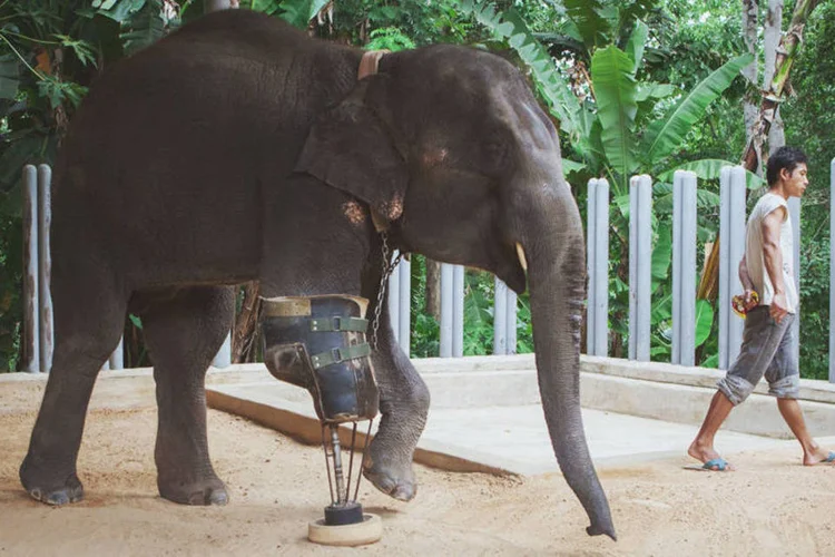 Mosha: elefanta se locomove graças ao auxílio de uma prótese em uma de suas patas (Friends of the Asian Elephant)