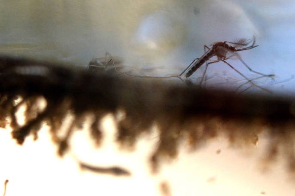 China usa bactéria em mosquitos para tentar acabar com Zika