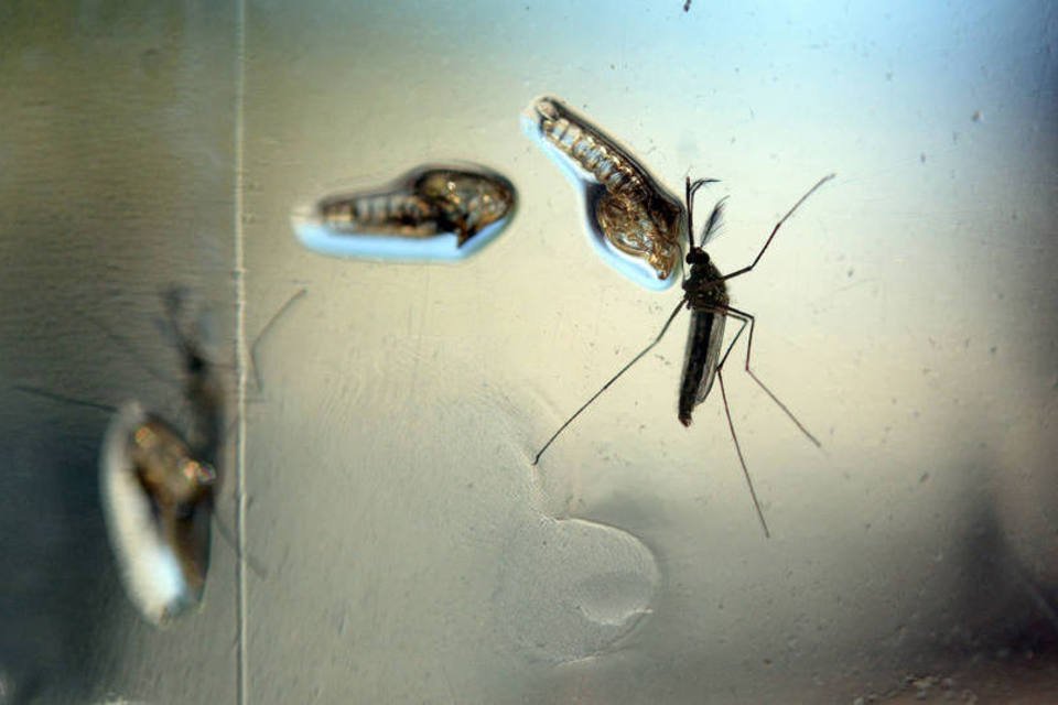 OMS indica 2 meses de sexo seguro ao voltar de área com zika
