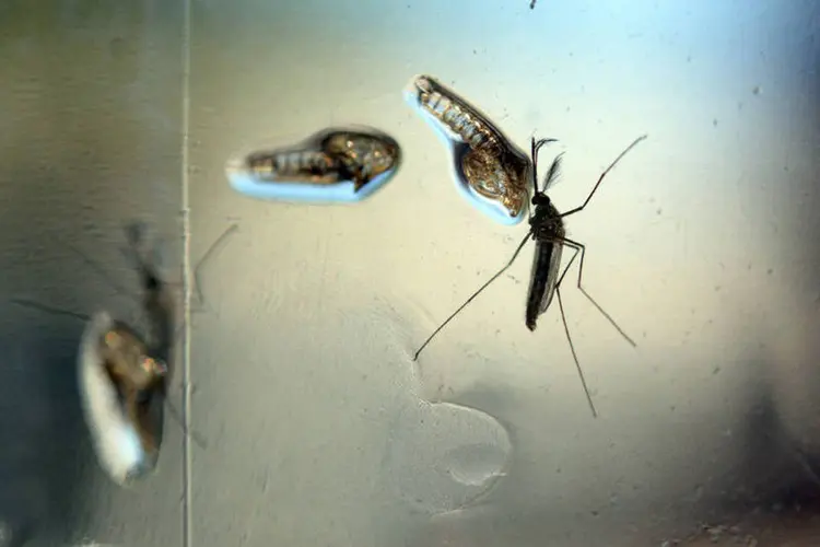 
	Aedes aegypti, trasmissor do zika: chegada do ver&atilde;o no hemisf&eacute;rio norte aumenta o risco de epidemias como a do Brasil.
 (Marvin Recinos / AFP)