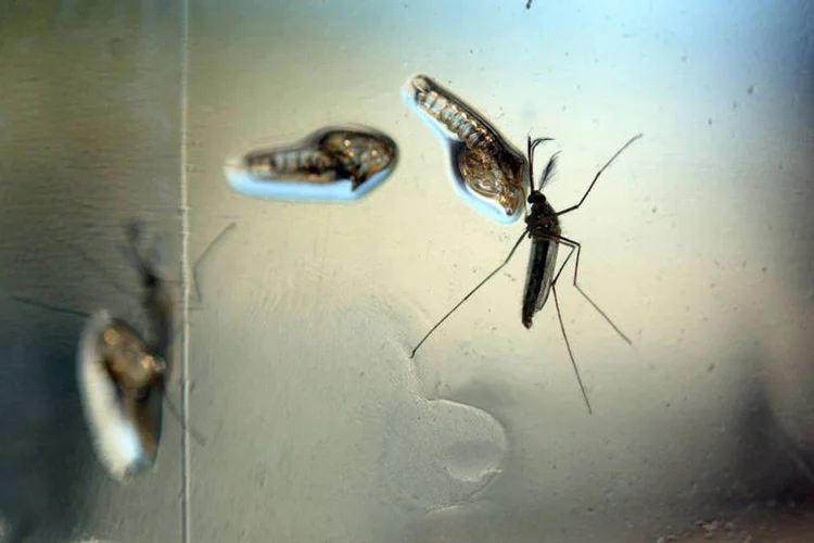 
	Zika: Cuba j&aacute; havia relatado diversos casos da doen&ccedil;a em pessoas que tinham viajado para pa&iacute;ses com surtos do v&iacute;rus
 (Marvin Recinos / AFP)