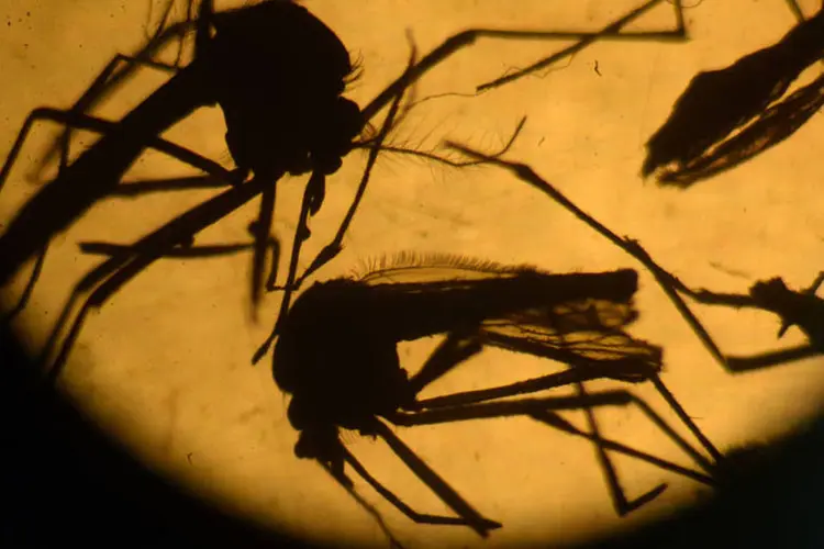 
	Mosquito Aedes aegypti: entidade tamb&eacute;m destacou o potencial da libera&ccedil;&atilde;o no ambiente de mosquitos machos est&eacute;reis por irradia&ccedil;&atilde;o
 (Marvin Recinos / AFP)