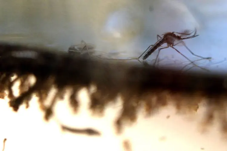 
	Mosquito Aedes aegypti transmissor da dengue, v&iacute;rus zika e febre chikungunya: teste pode detectar doen&ccedil;a em at&eacute; 20 minutos
 (Marvin Recinos / AFP)