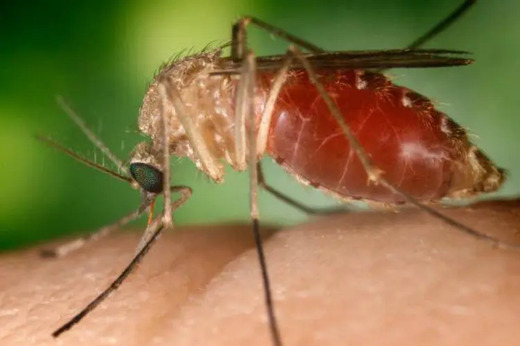 
	Pernilongo dom&eacute;stico: 1600 mosquitos foram testados e nenhum dos Culex era portador do v&iacute;rus zika
 (Jim Gathany/Wikimedia Commons)