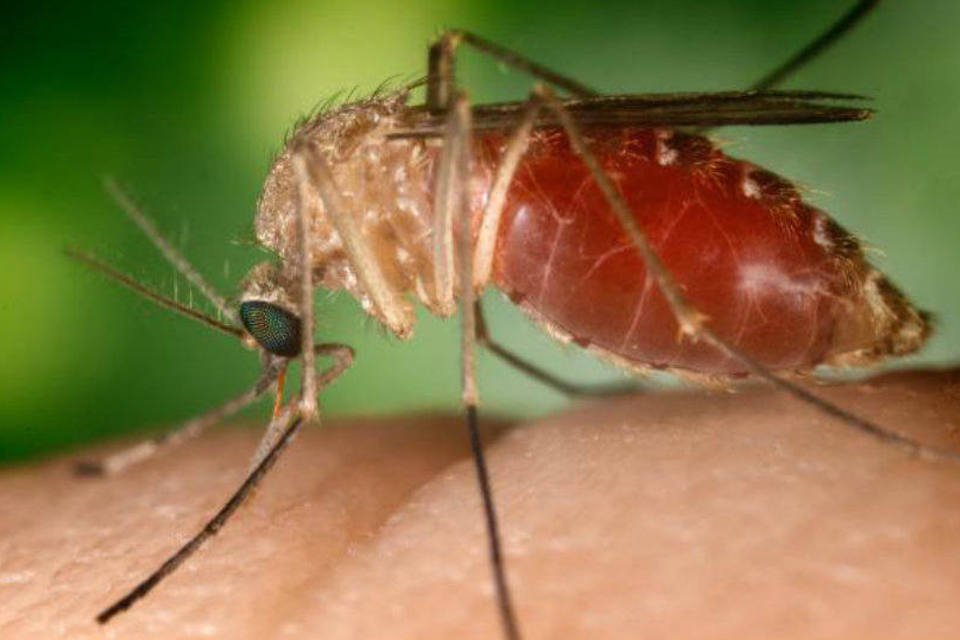 Fiocruz encontra Zika em pernilongo doméstico pela 1ª vez