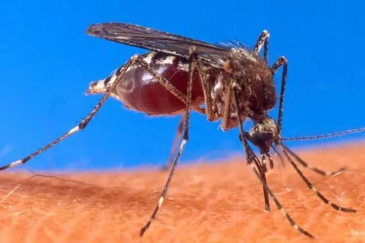 Mosquito da dengue: até o momento, a capital Belém aparece com o maior número de casos confirmados (1.577) (Wikimedia Commons)