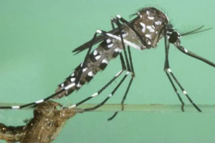 Para evitar uma epidemia de dengue neste verão, a secretaria lançou, no ano passado, a campanha “10 Minutos contra a Dengue” (Getty Images)