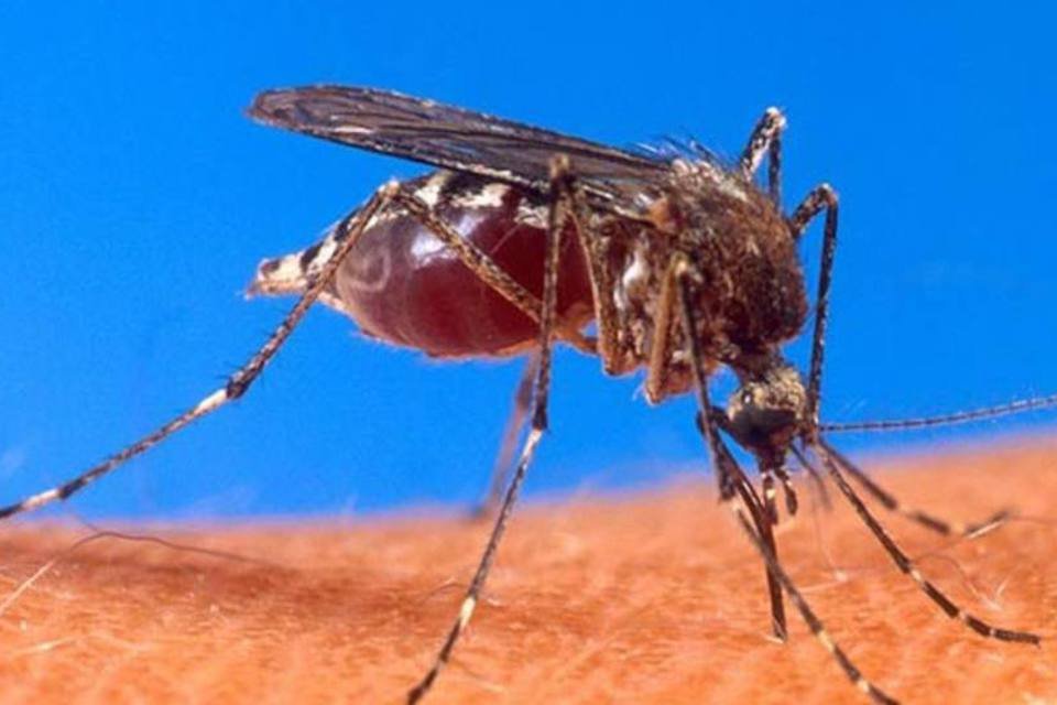 Vinte e quatro municípios têm risco de surto de dengue