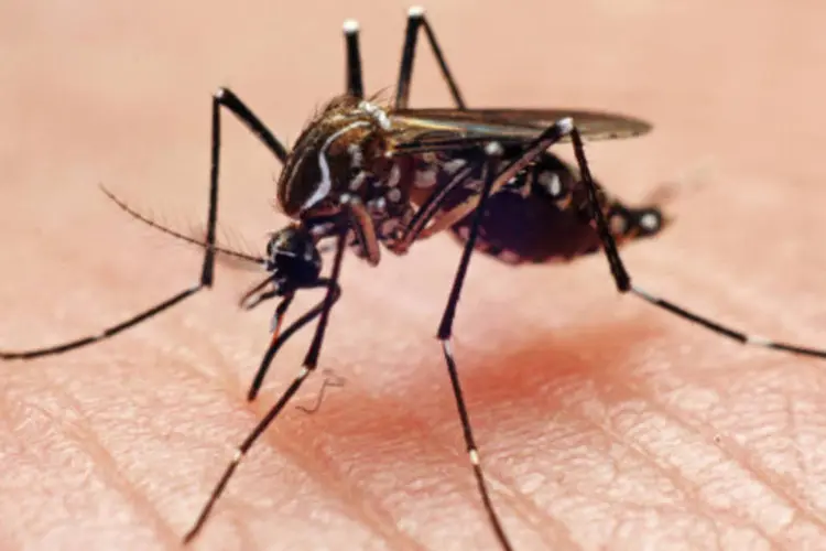 
	Mosquito transmissor da dengue
 (Joao Paulo Burini/Getty Images)
