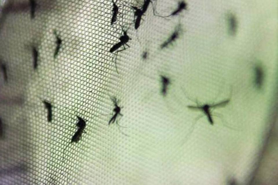 Dengue chega a 94,8% dos municípios de SP