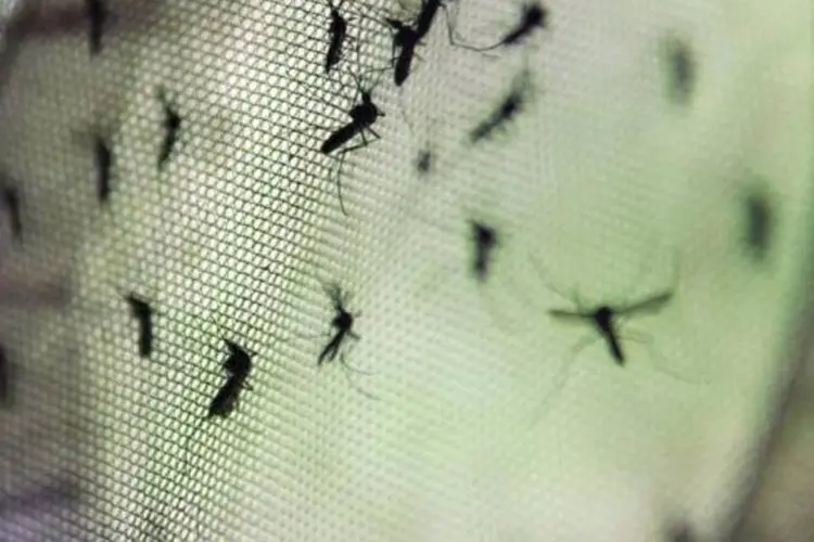 
	Mosquito Aedes aegypti, transmissor do zika: a campanha, que ser&aacute; lan&ccedil;ada nas pr&oacute;ximas semanas, ter&aacute; como alvo especialmente as mulheres gr&aacute;vidas
 (Arquivo/Agência Brasil)